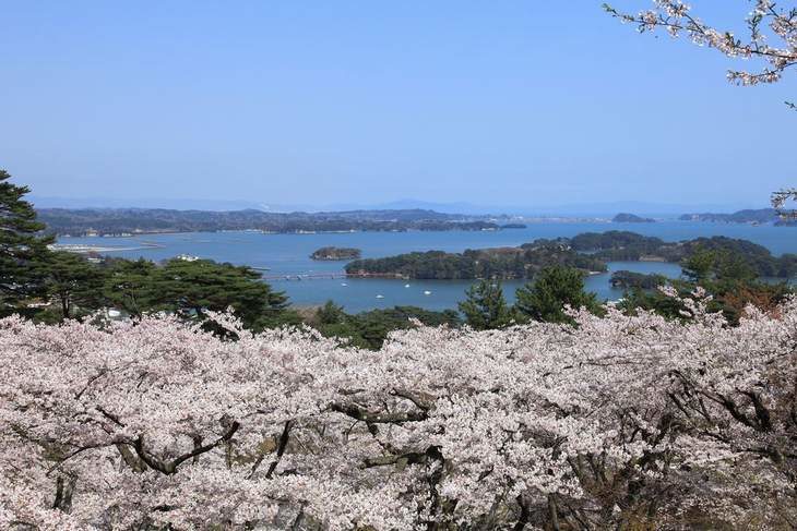 松島 西行戻しの松公園の桜
