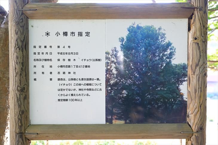 忍路神社 保存樹