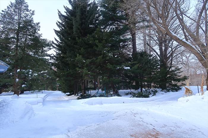 北大植物園 冬の様子