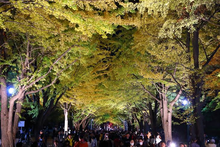 北海道大学 金葉祭 ライトアップ