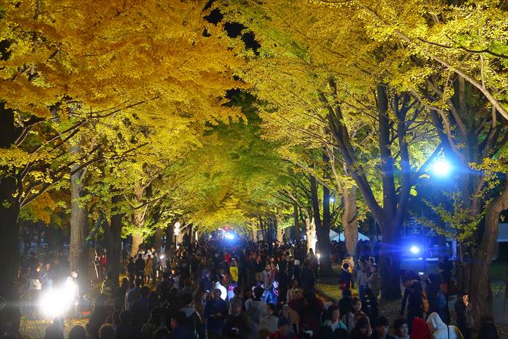 北海道大学 金葉祭 ライトアップ