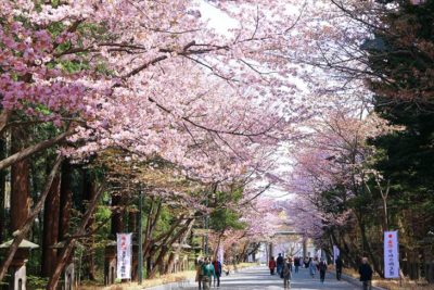 北海道神宮の参道の桜