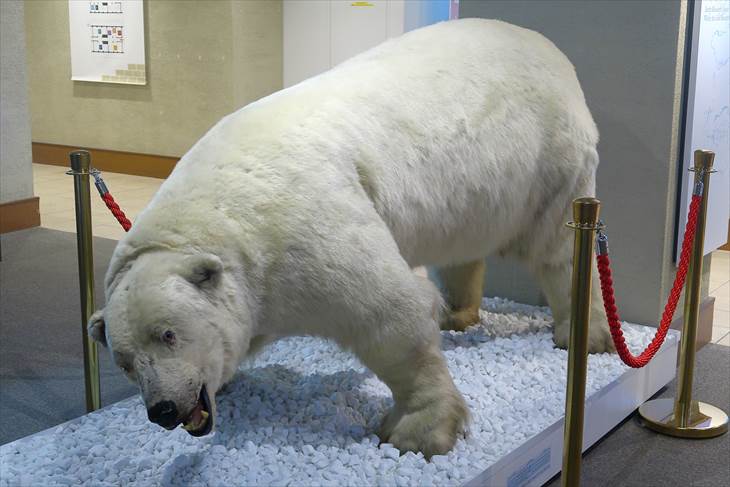 北大総合博物館 熊の剥製