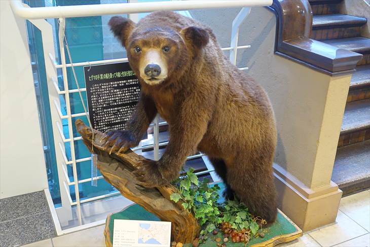 北大総合博物館 熊の剥製