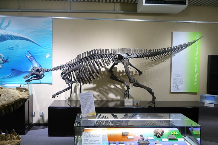 北大総合博物館 恐竜の骨格見本や化石の展示