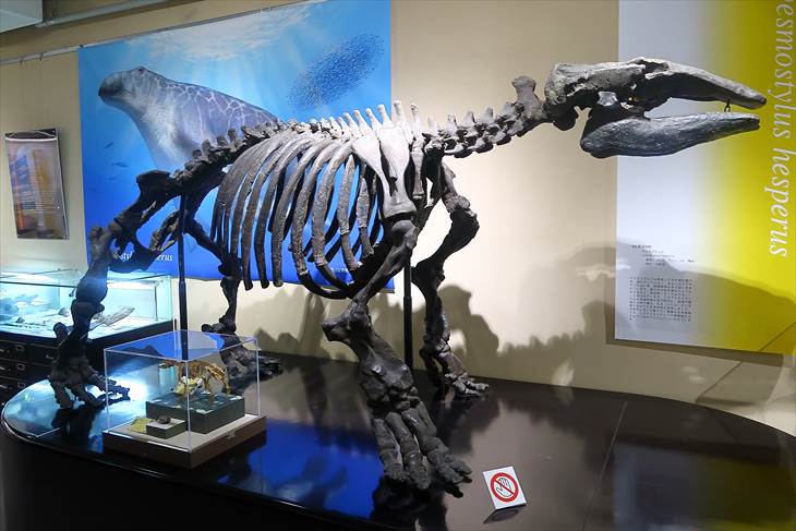 北大総合博物館 恐竜の骨格見本や化石の展示