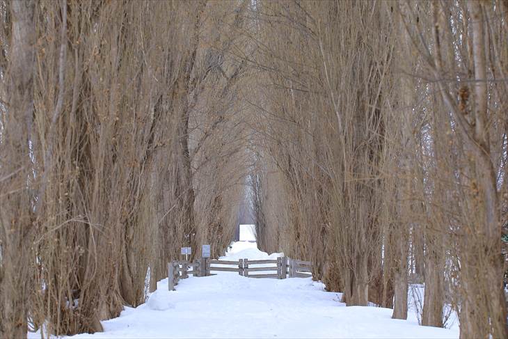 北大ポプラ並木、冬の風景