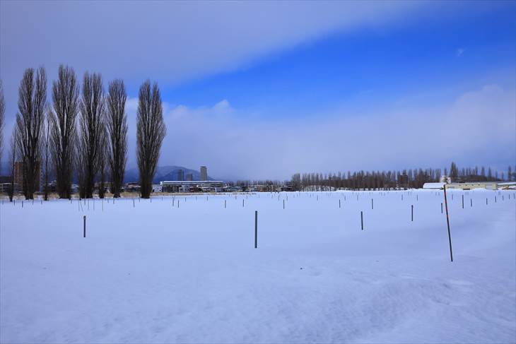 北大ポプラ並木、冬の風景
