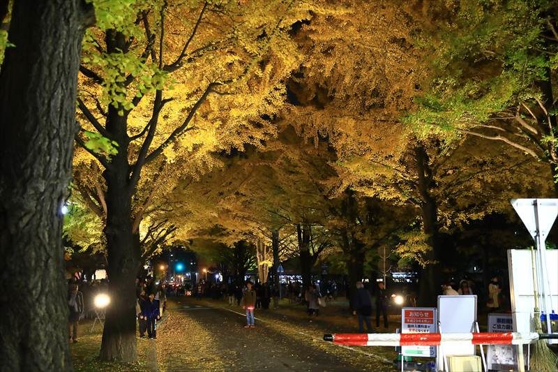 北海道大学 金葉祭 夜の様子、ライトアップ