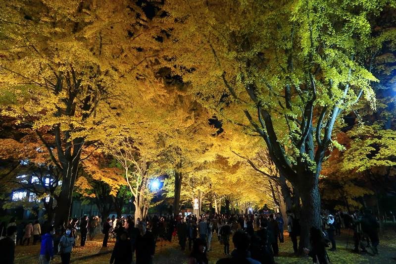 北海道大学 金葉祭 夜の様子、ライトアップ