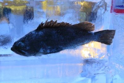 さっぽろ雪まつり すすきの会場の氷漬けの魚