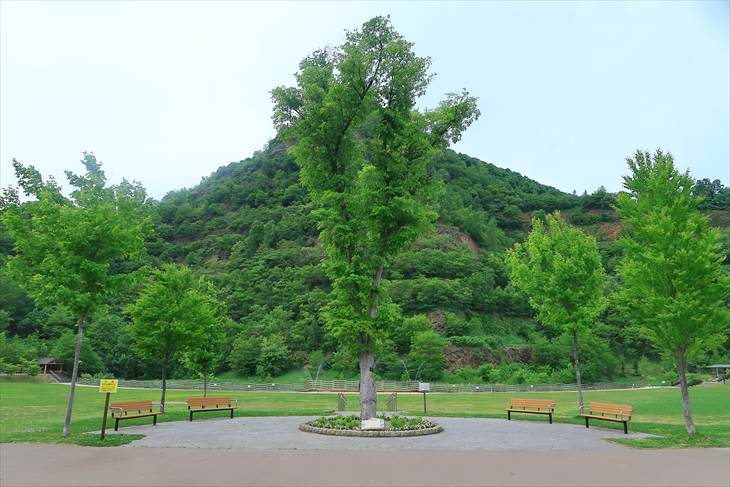 五天山公園のハルニレの木