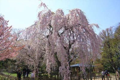 八窓庵（旧舎那院忘筌）近くの枝垂れ桜