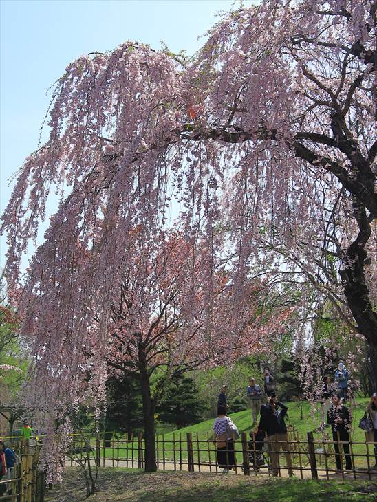中島公園 日本庭園の枝垂れ桜