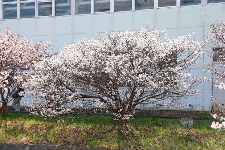 寒地土木研究所 期間限定公開 千島桜