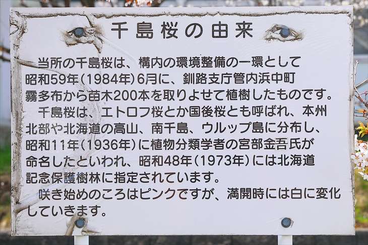 寒地土木研究所 期間限定公開 千島桜